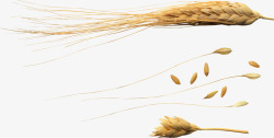 小麦实物素材