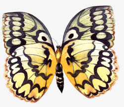 生物标本手绘彩色漂亮蝴蝶高清图片