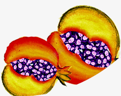 手绘水果石榴造型png免抠素材_新图网 https://ixintu.com 水果 石榴 造型