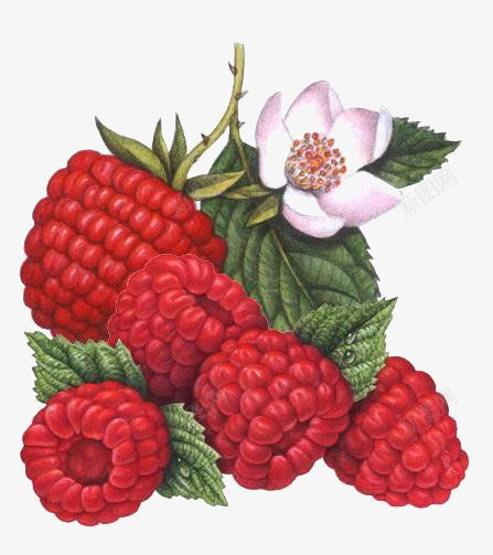手绘红色树莓png免抠素材_新图网 https://ixintu.com 树莓 植物 红色 绿色叶子 食物