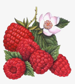 手绘红色树莓素材
