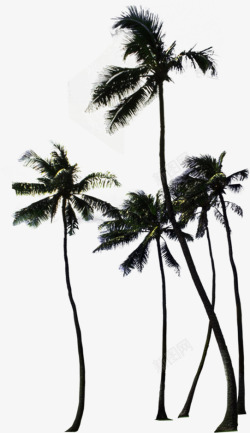 热带椰树效果美景素材