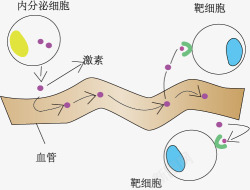 教学专区细胞分泌物质高清图片