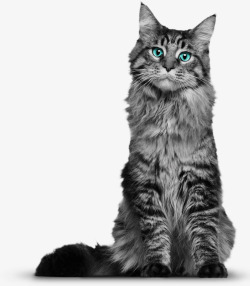 可爱的波斯猫黑花猫咪高清图片