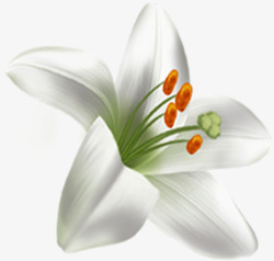 手绘清爽白色花朵植物素材
