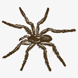 毛腿蜘蛛手绘写实黑蜘蛛高清图片