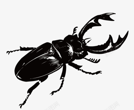 手绘甲虫图标图标
