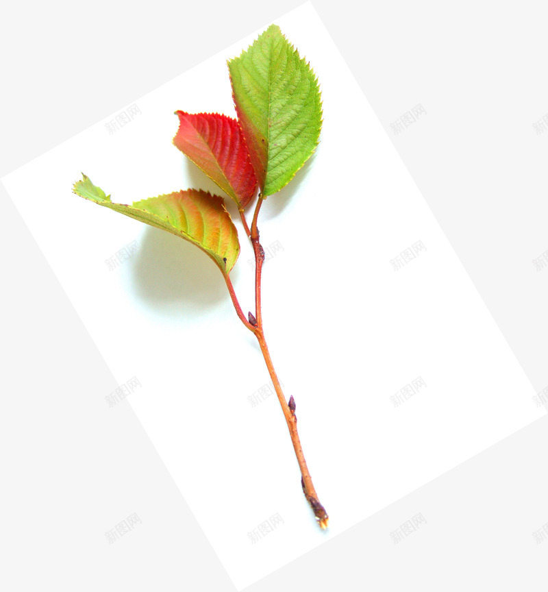 可爱彩色创意树叶造型渐变png免抠素材_新图网 https://ixintu.com 创意 可爱 彩色 树叶 渐变 造型
