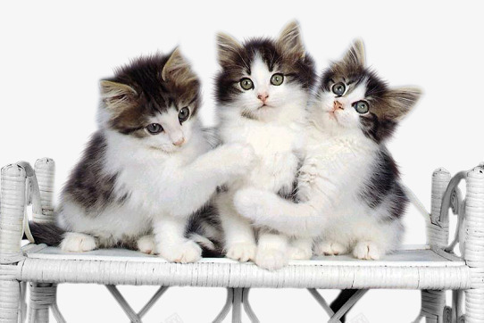 玩耍的猫咪png免抠素材_新图网 https://ixintu.com 可爱 呆萌 宠物 手绘 猫咪 玩耍 白色