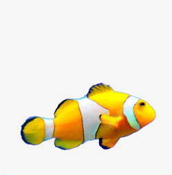 观赏小丑鱼黄色小丑鱼高清图片