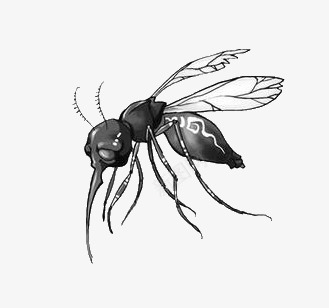 蚊子png免抠素材_新图网 https://ixintu.com 害虫 昆虫 蚊子 黑色蚊子