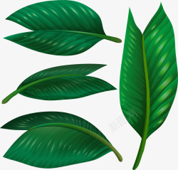 绿色热带植物树叶素材