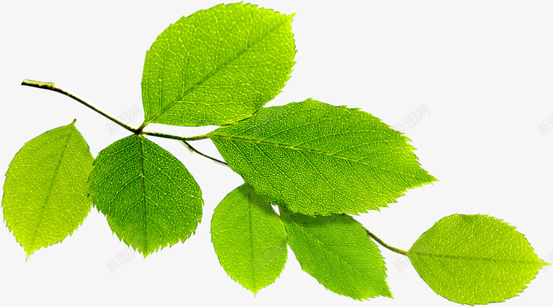 创意合成绿色的树叶造型png免抠素材_新图网 https://ixintu.com 创意 合成 树叶 绿色 造型