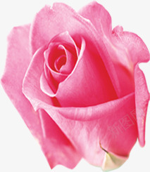 粉色玫瑰杂志装饰png免抠素材_新图网 https://ixintu.com 杂志 玫瑰 粉色 装饰