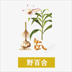 野百合草药高清图片