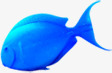 左上角蓝色热带鱼png免抠素材_新图网 https://ixintu.com 左上角 热带鱼 蓝色
