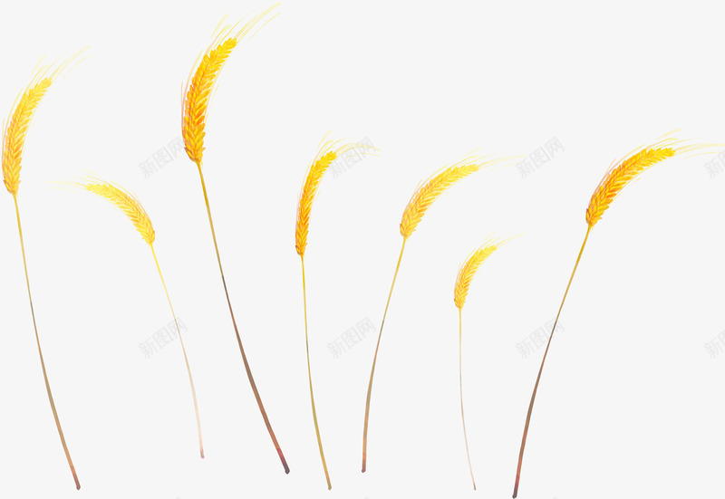 手绘卡通小麦png免抠素材_新图网 https://ixintu.com 农作物 卡通 大麦 小麦地 植物 粮食 金色 麦穗 黄色