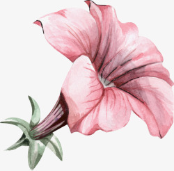 美丽的喇叭花卡通手绘粉色的喇叭花高清图片