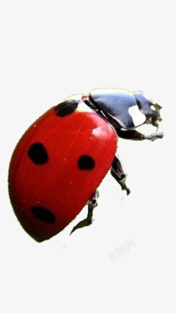 昆虫背部特写一只瓢虫高清图片