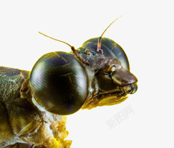 昆虫背部特写特写镜头蜻蜓高清图片