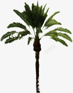 热带植物树木素材
