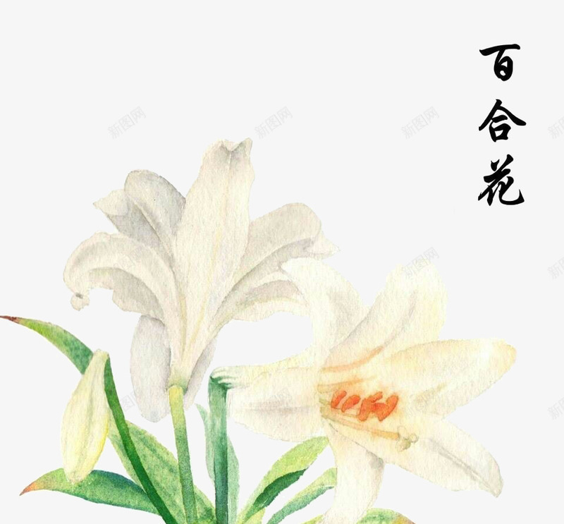 百合花水彩手绘插画psd免抠素材_新图网 https://ixintu.com 插画 水彩 水彩插画 百合花