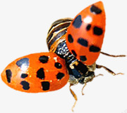 彩色瓢虫七星瓢虫昆虫彩色高清图片