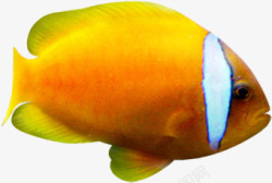 一个黄色热带鱼素材