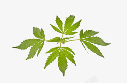 绿色药物印度大麻嫩叶高清图片