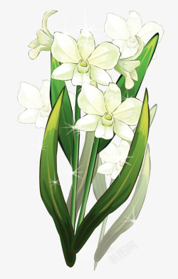 一束白色的花花朵花卉矢量图高清图片