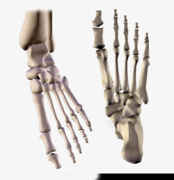 脚掌骨架矢量图金色人体脚掌骨骼高清图片
