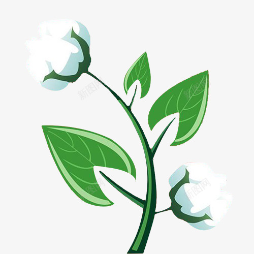 棉花png免抠素材_新图网 https://ixintu.com 天然 插画 植物 温暖 纹理 绿叶 舒适