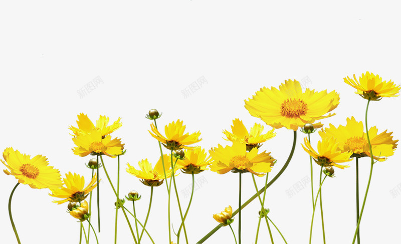 阳光下的黄色花朵png免抠素材_新图网 https://ixintu.com 花朵 阳光 黄色
