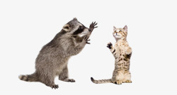 站起浣熊和猫咪打架高清图片