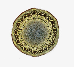 自然科学图示生物细胞动植物细胞高清图片