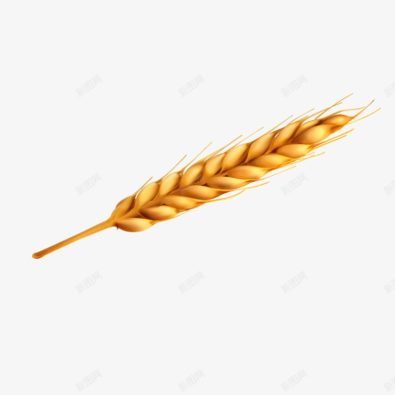黄色小麦矢量图eps免抠素材_新图网 https://ixintu.com 小麦 粮食 麦子 黄色 矢量图