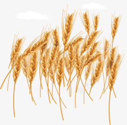 小麦田地金色飞舞的小麦田地矢量图高清图片