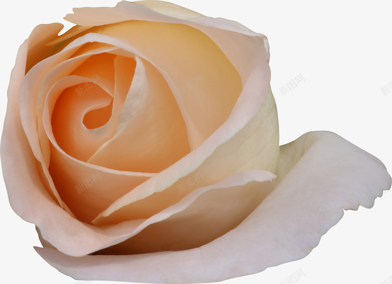 橘白色花朵png免抠素材_新图网 https://ixintu.com 一朵 卡通 手绘 橘色 玫瑰 白色 简图 花朵