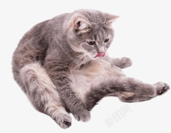 猫咪奇葩坐姿素材