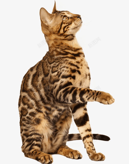 站着的猫png免抠素材_新图网 https://ixintu.com 可爱 图案设计 猫 猫咪 猫尾