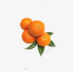 橘黄色的柑子果素材