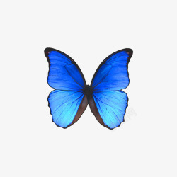 蓝色蝴蝶造型素材