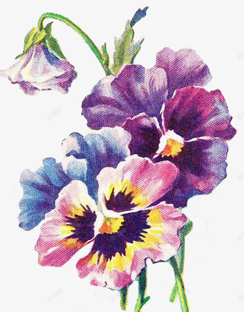 紫色花装饰图案png免抠素材_新图网 https://ixintu.com 花卉 装饰 贴图