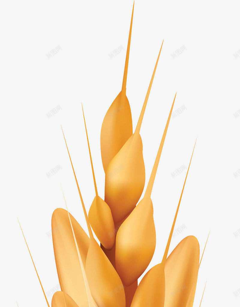 小麦实物装饰png免抠素材_新图网 https://ixintu.com 小麦免抠实物 稻谷 粮食 透明小麦高粱png 高粱 麦穗