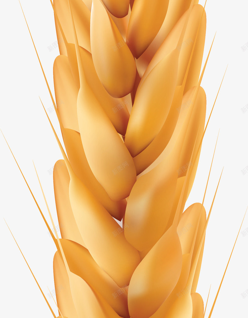 小麦实物装饰png免抠素材_新图网 https://ixintu.com 小麦免抠实物 稻谷 粮食 透明小麦高粱png 高粱 麦穗