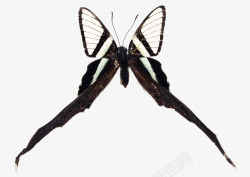 黑白燕尾蝶素材