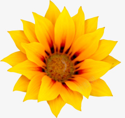 花朵金黄色阳光感觉太阳花高清图片