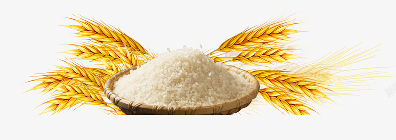 小麦大米元素png免抠素材_新图网 https://ixintu.com 主食 大米 小麦 粮食