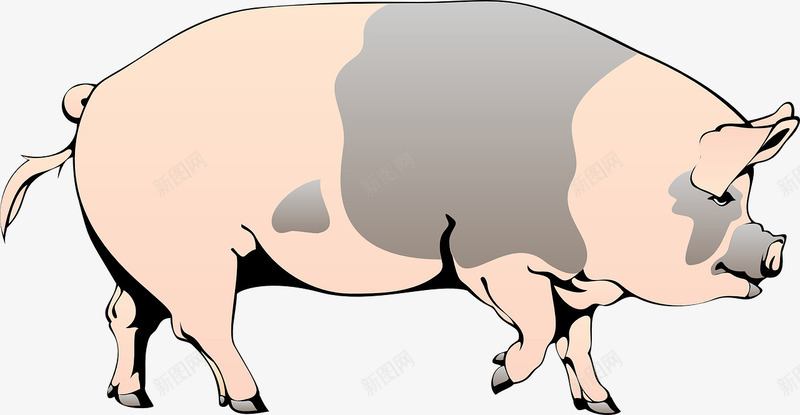 肥胖的小猪png免抠素材_新图网 https://ixintu.com 动物 家禽 小猪 肥胖