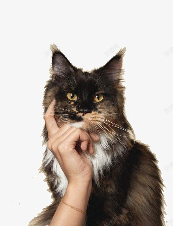 妖娆的猫咪png免抠素材_新图网 https://ixintu.com 动物 妖娆 手 爱护动物 猫 猫咪